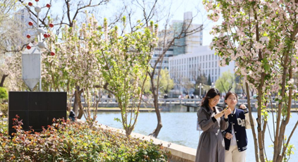 天津大学 海棠花开