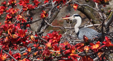 春日生机！苍鹭在木棉枝头筑巢安家